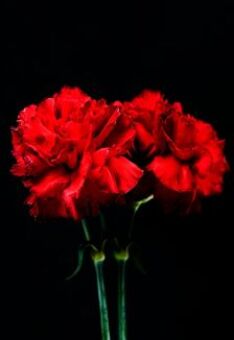 Эхо войны в сердце каждой семьи: Концерт